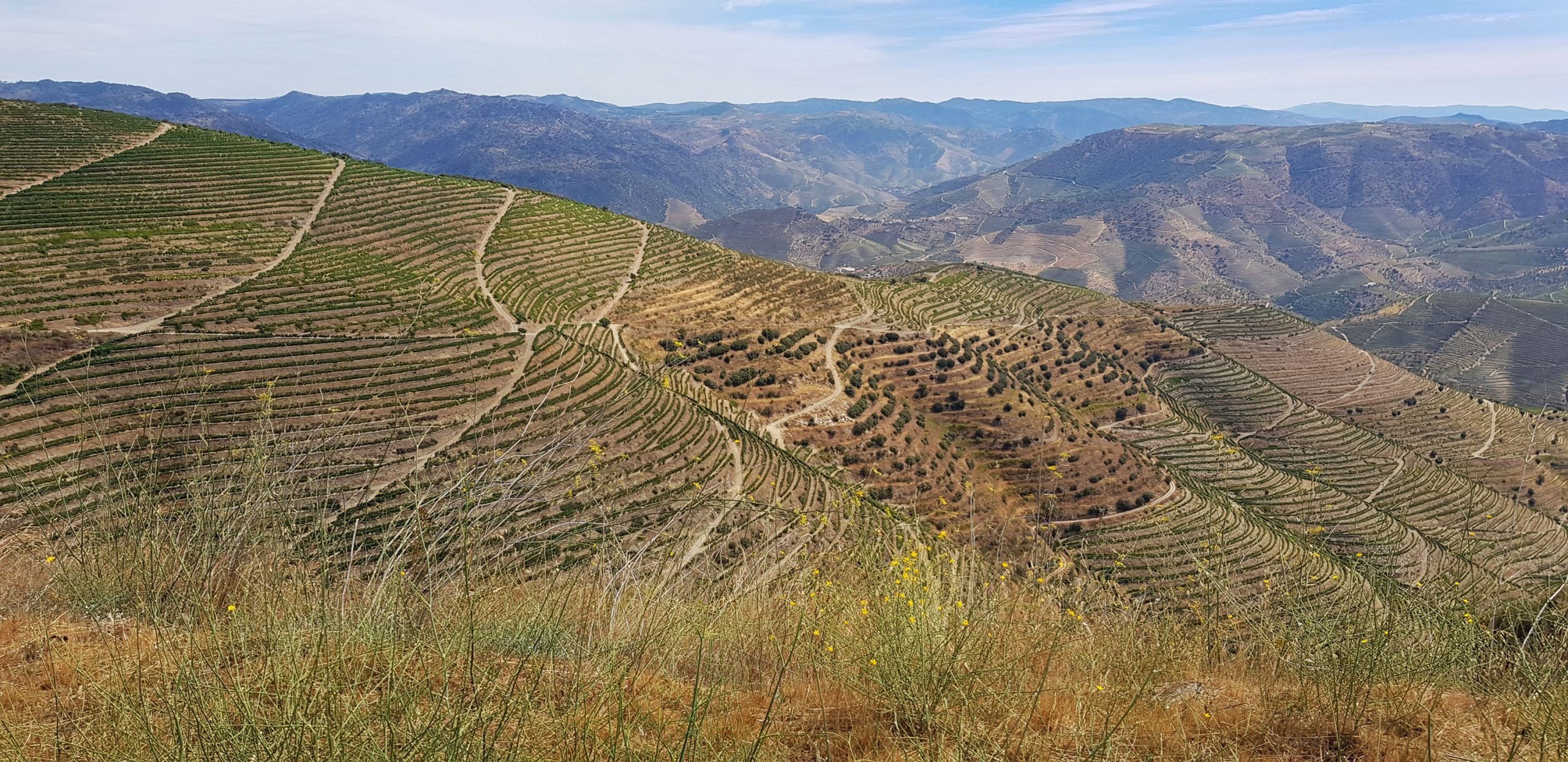 Douro's Wine Region Cycling Tour