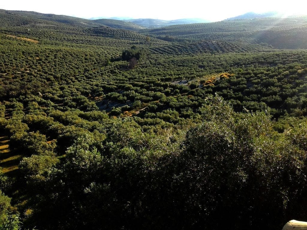 Olive Groves in Jaén, Andalucia