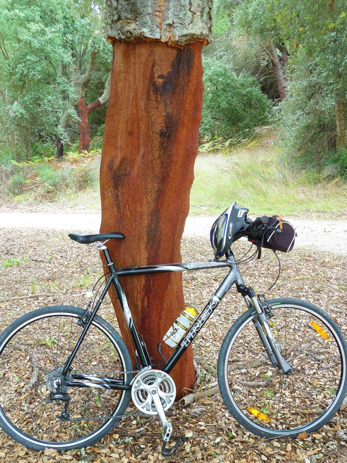 Cork, Portugal's Sustainable Crop, seen on Portuguese bike trip