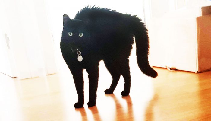 Halloween Black Cat