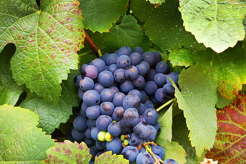 Rioja Wine & Basque Country      €2,465            Spain      7 DAYS