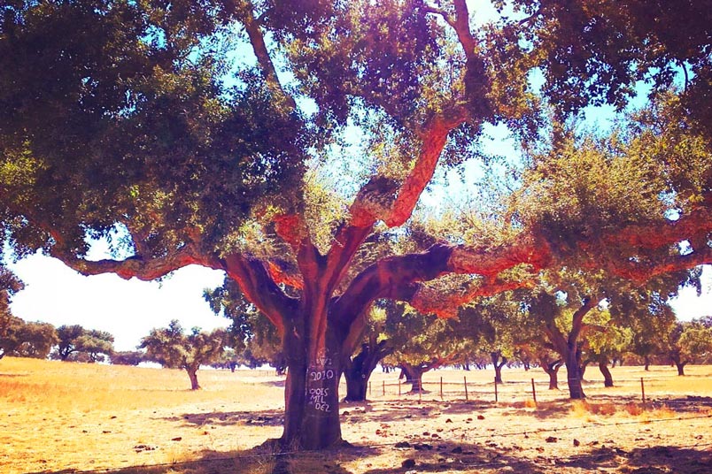 Portuguese Cork Tree in Alentejo field