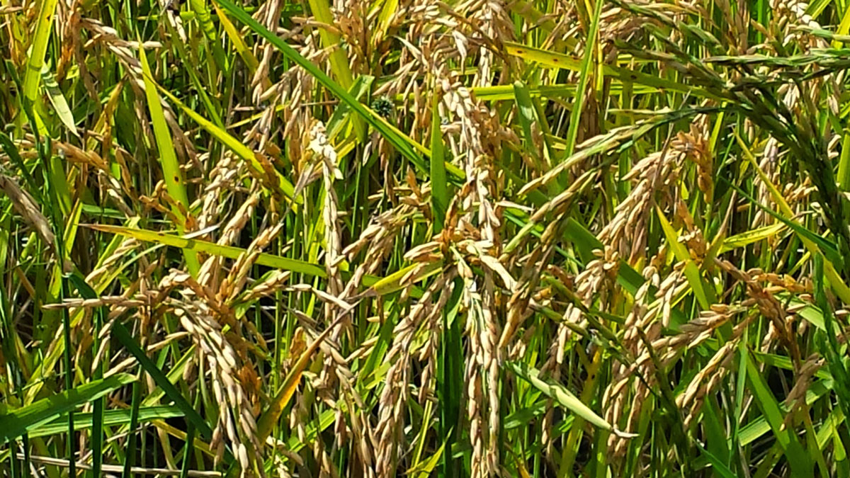 Rice Growing in Spain & Portugal