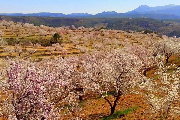 Visit Andalucia in Spring - Smell the Almond blossoms