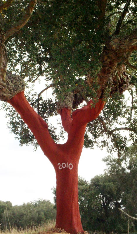 A Portuguese Cork Oak tree, recently harvested