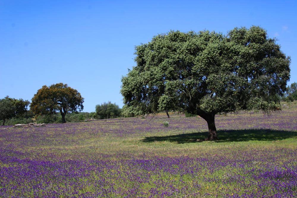 Cork, Portugal's Sustainable Crop - wild flower fields