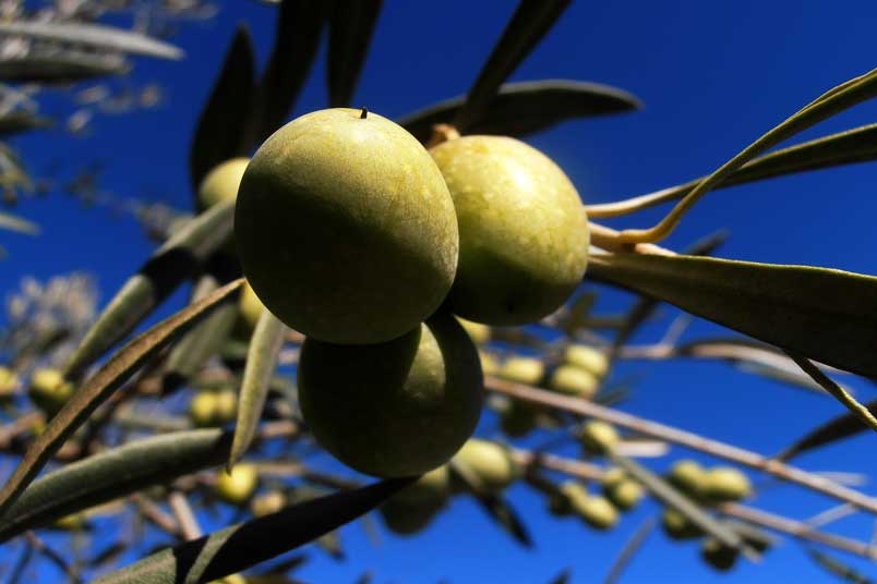 A Complete Guide to Olive Oil in Spain - Olive Tree