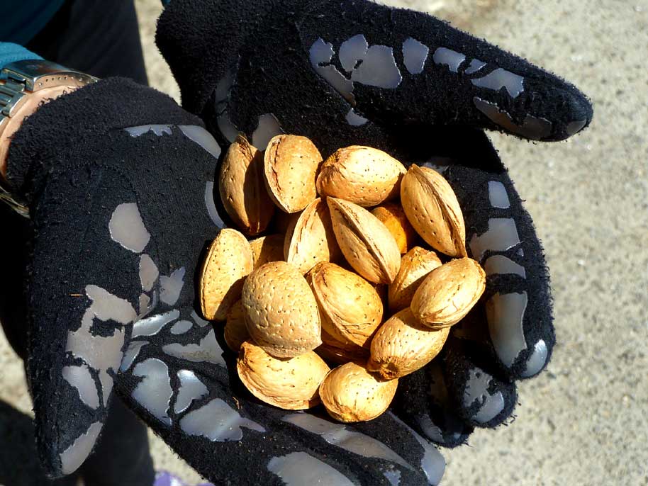 Almond Shells