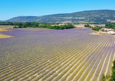 Cycle Trips through French Lavender fields