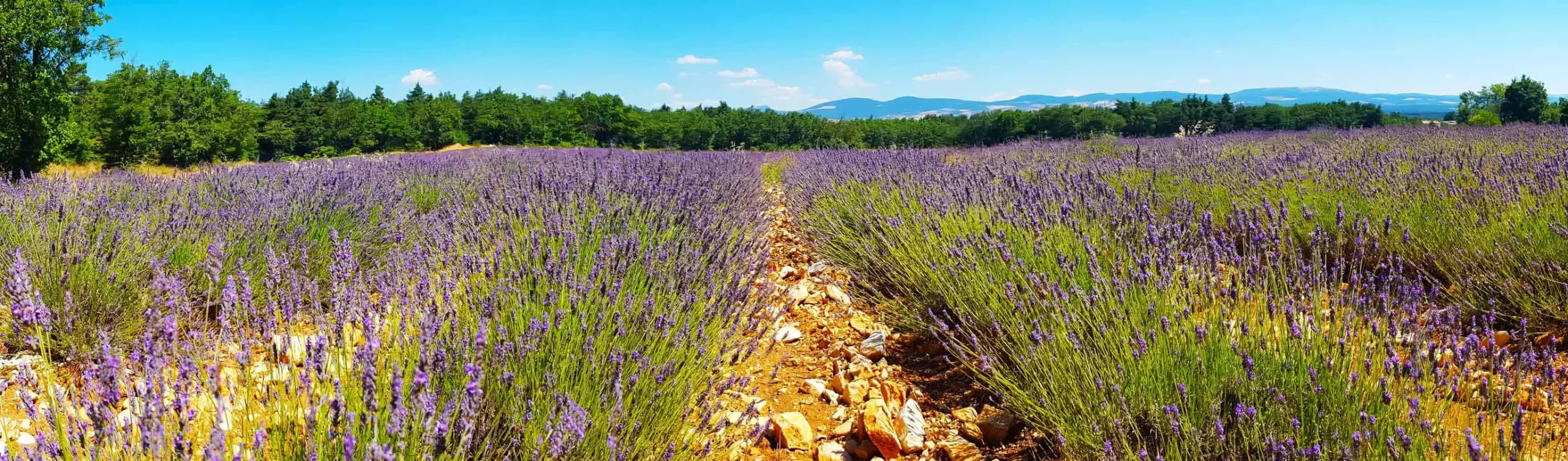Self-guided cycling tours in Provence