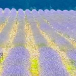 Cycle Tour through France's lavender