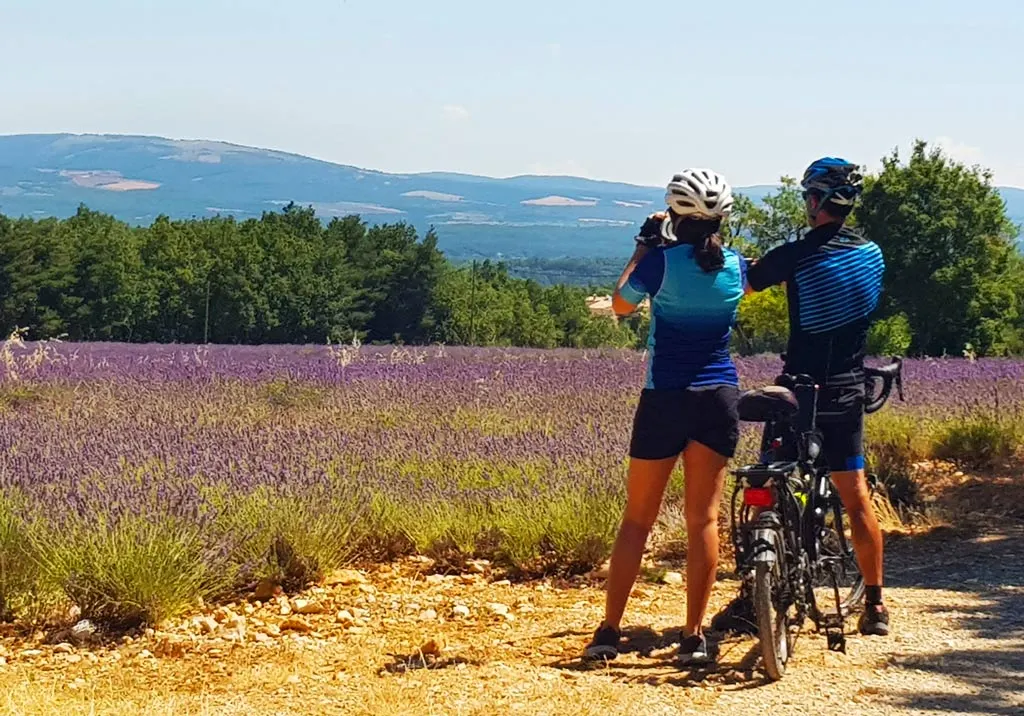 Bike trip through France's lavender fields