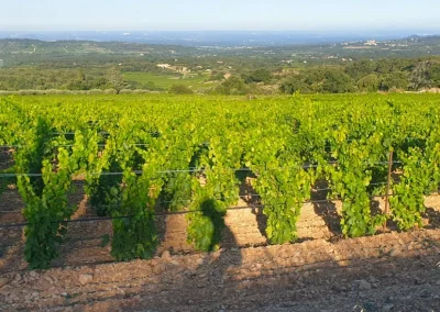Cycle trip through the Vineyards of France
