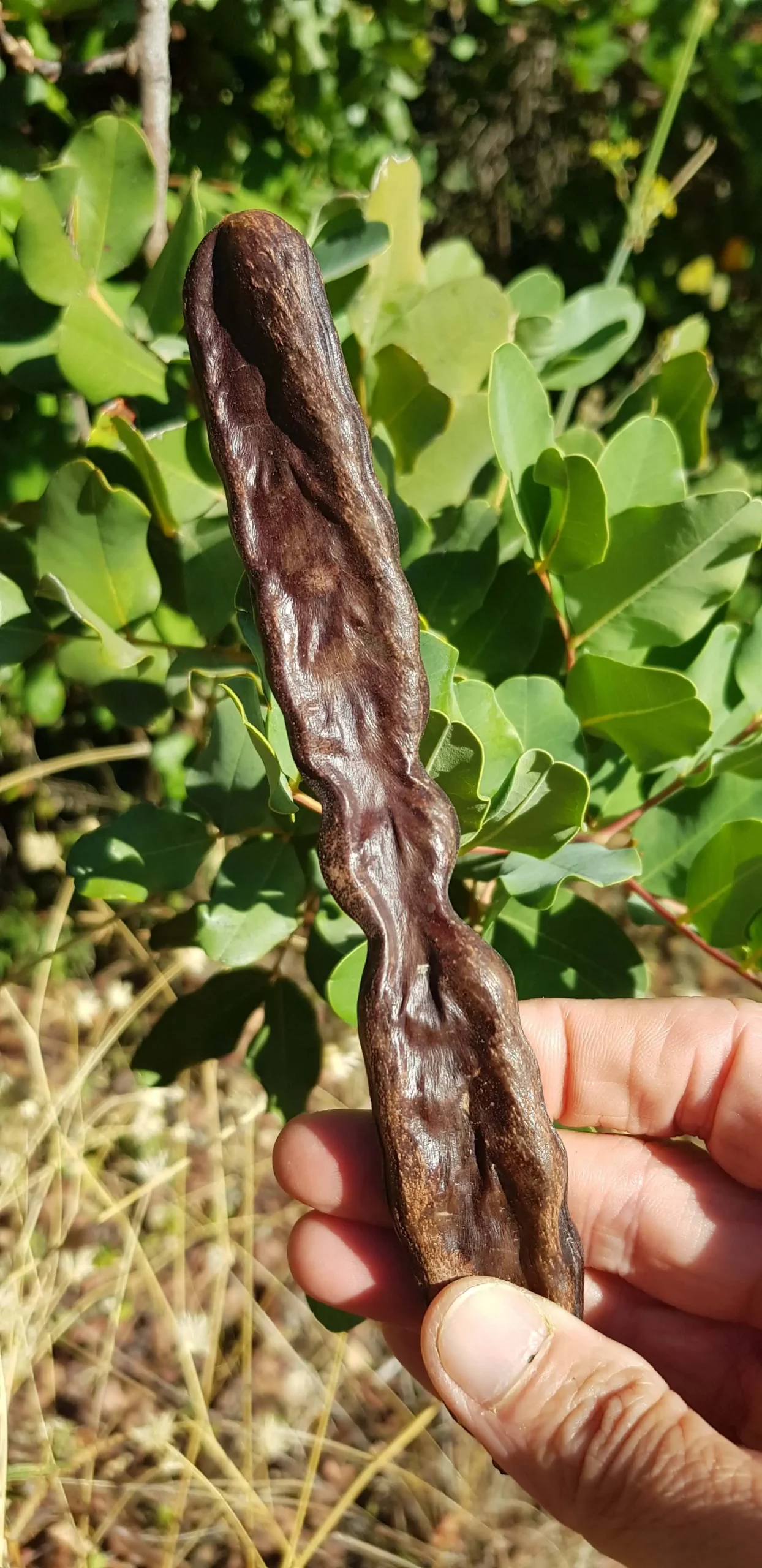 The Carob pod from the tree, good for animal and human consumption